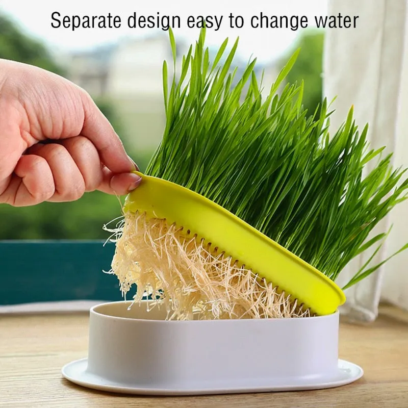 Cat Grass Planting Box Growing Kit Hydroponic Soil-Free